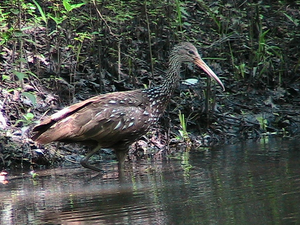 Limpkin - ML218736531