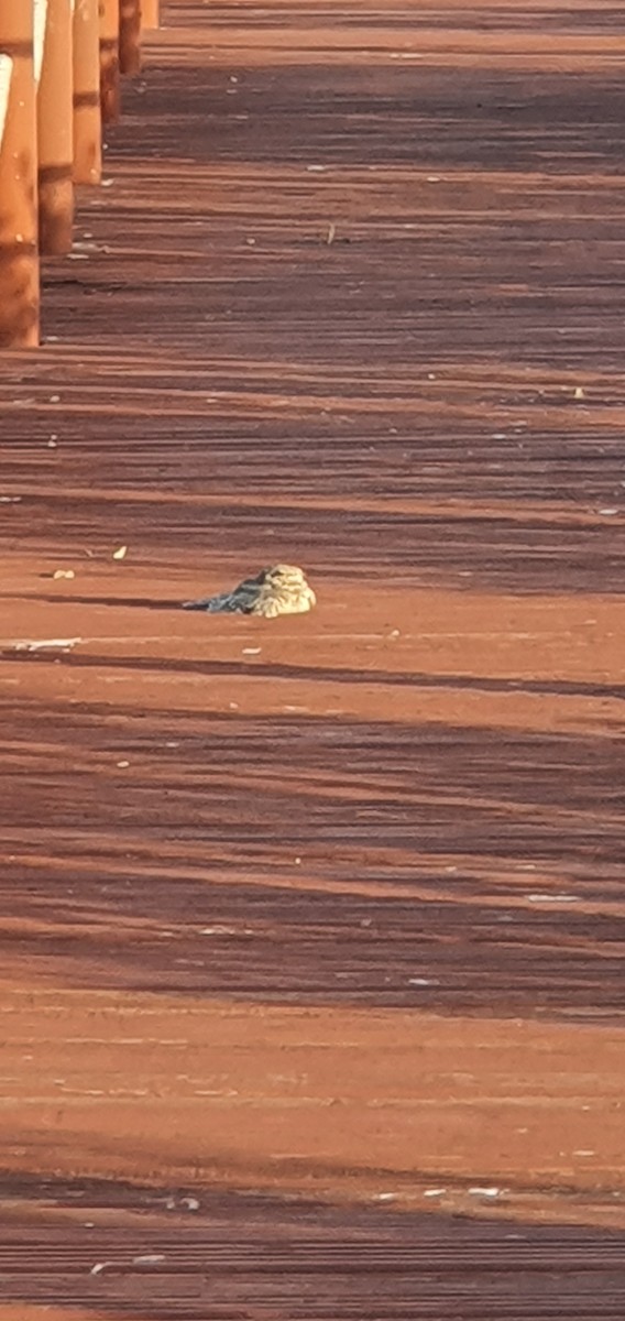 Nubian Nightjar - ML218738101