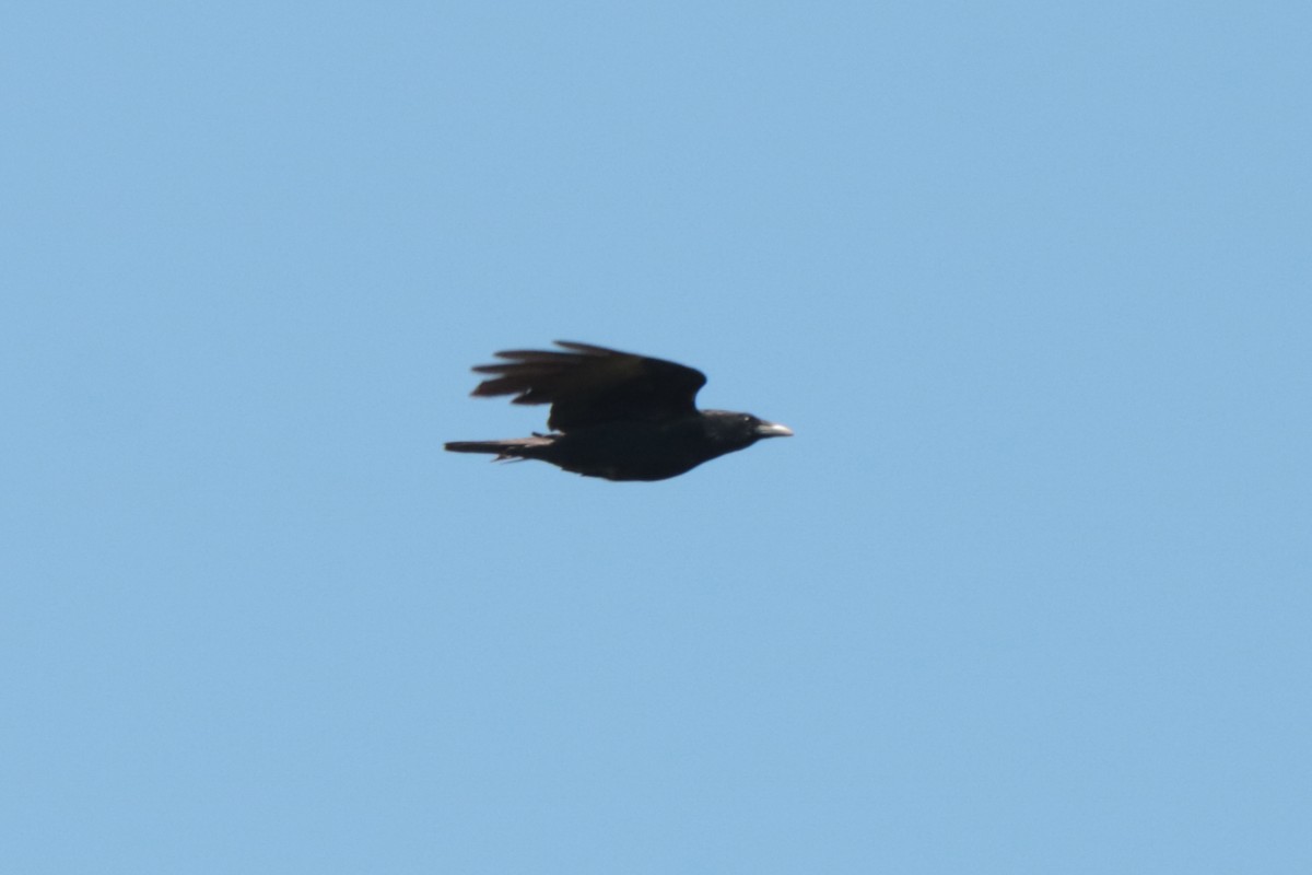 Carrion Crow - Letty Roedolf Groenenboom