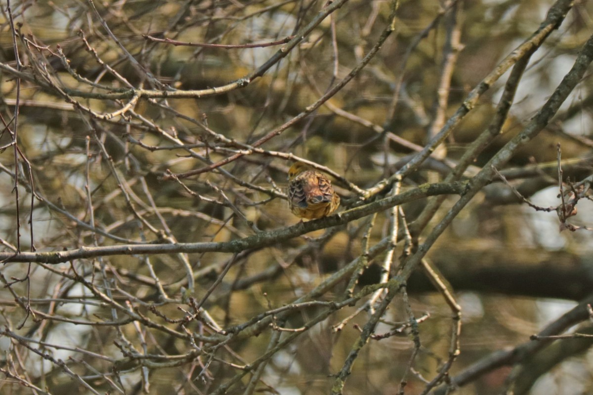 Yellowhammer - Letty Roedolf Groenenboom