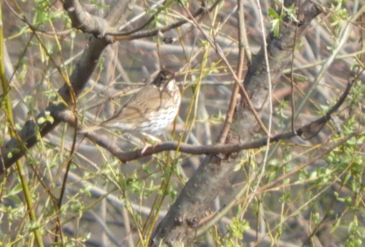 Song Thrush - ML218741871