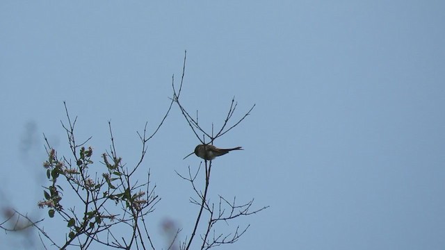 Colibrí del Atacama - ML218743911