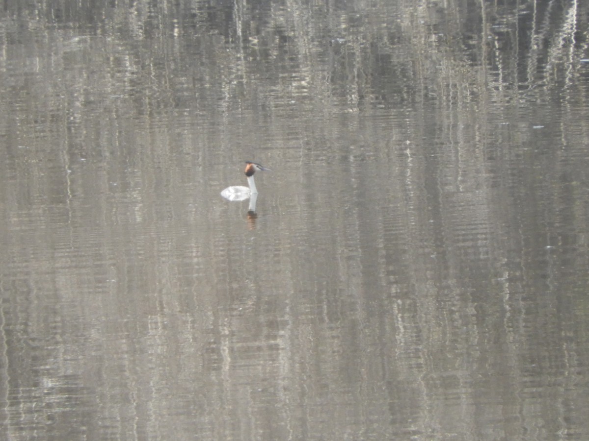 Great Crested Grebe - ML218746811