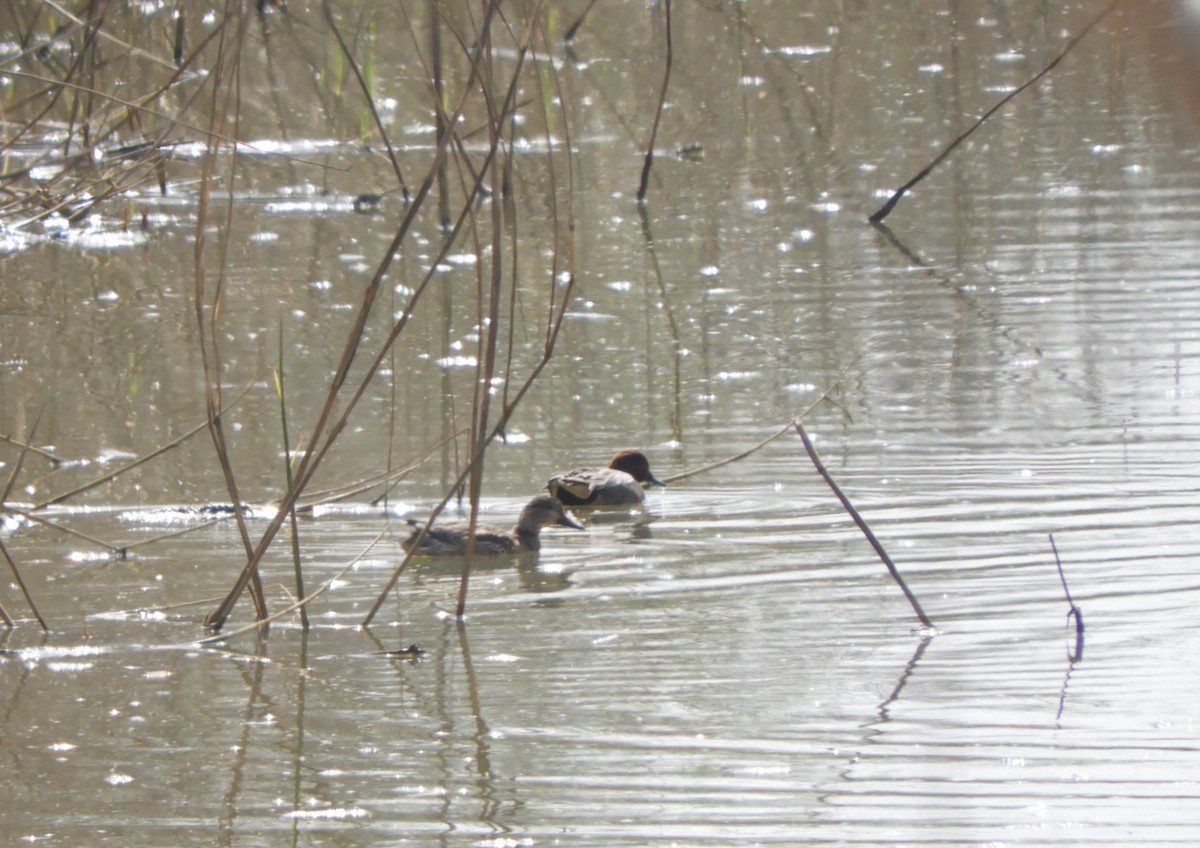 Green-winged Teal - ML218746931