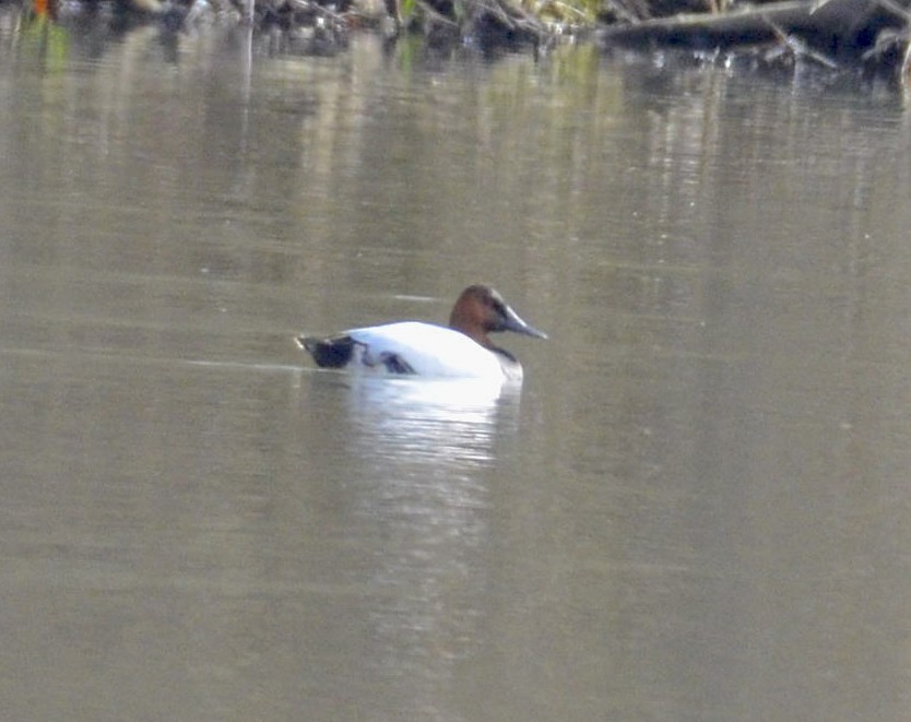 Canvasback - ML218747101