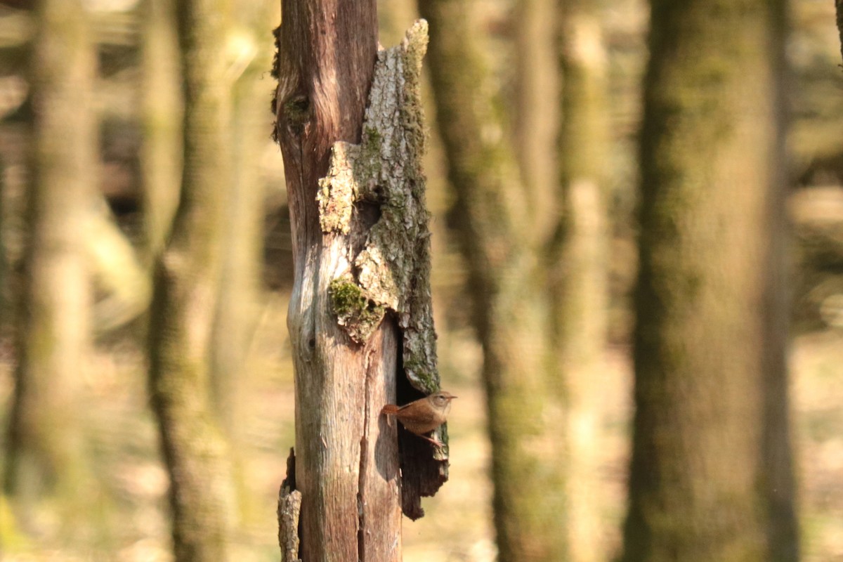 Eurasian Wren - Letty Roedolf Groenenboom