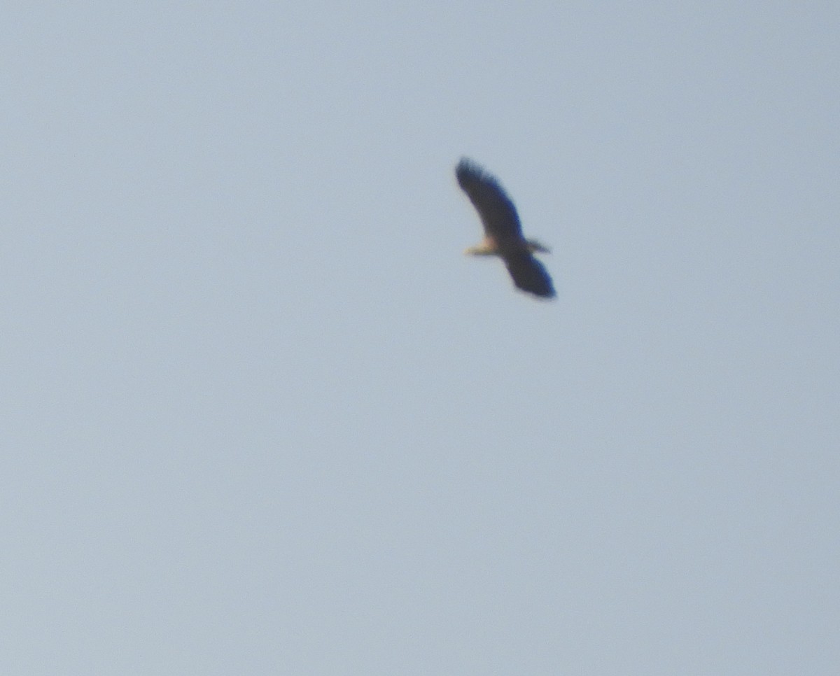 White-tailed Eagle - ML218747891