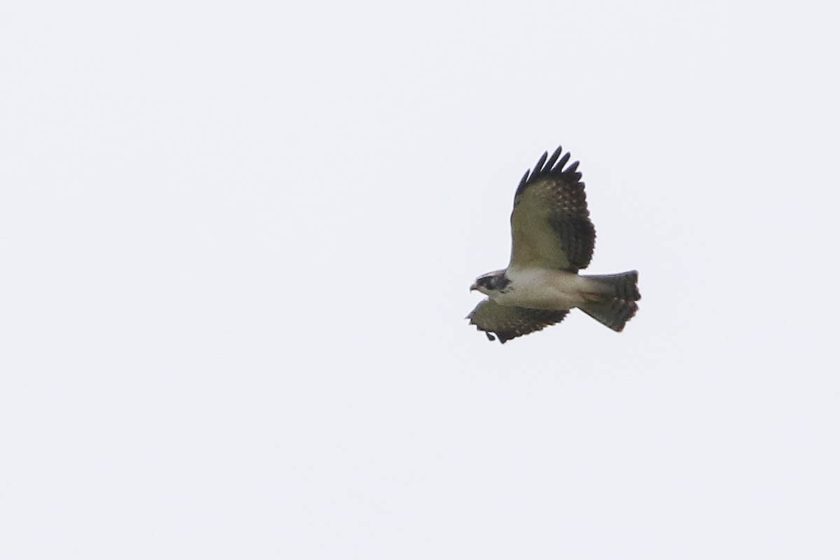 Short-tailed Hawk - ML218748241