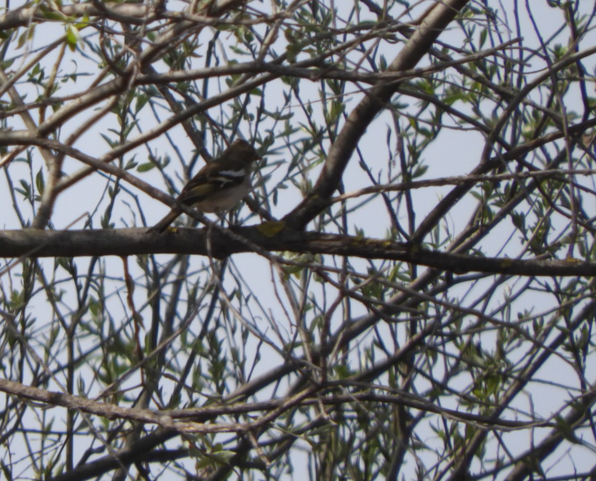 Common Chaffinch - ML218748401