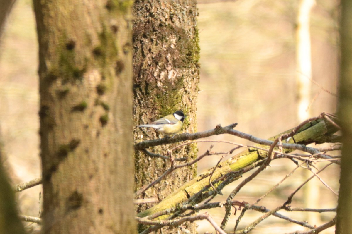 Mésange charbonnière - ML218748491