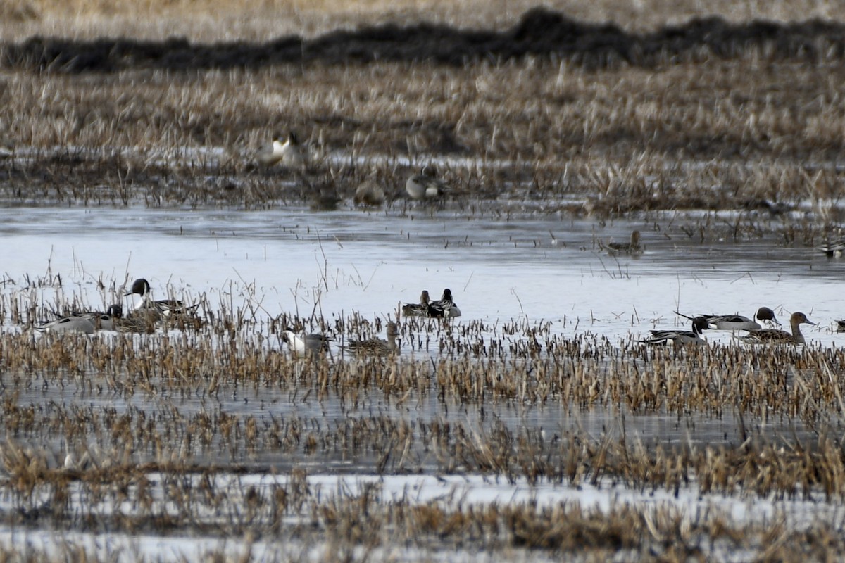 Northern Pintail - ML218748511