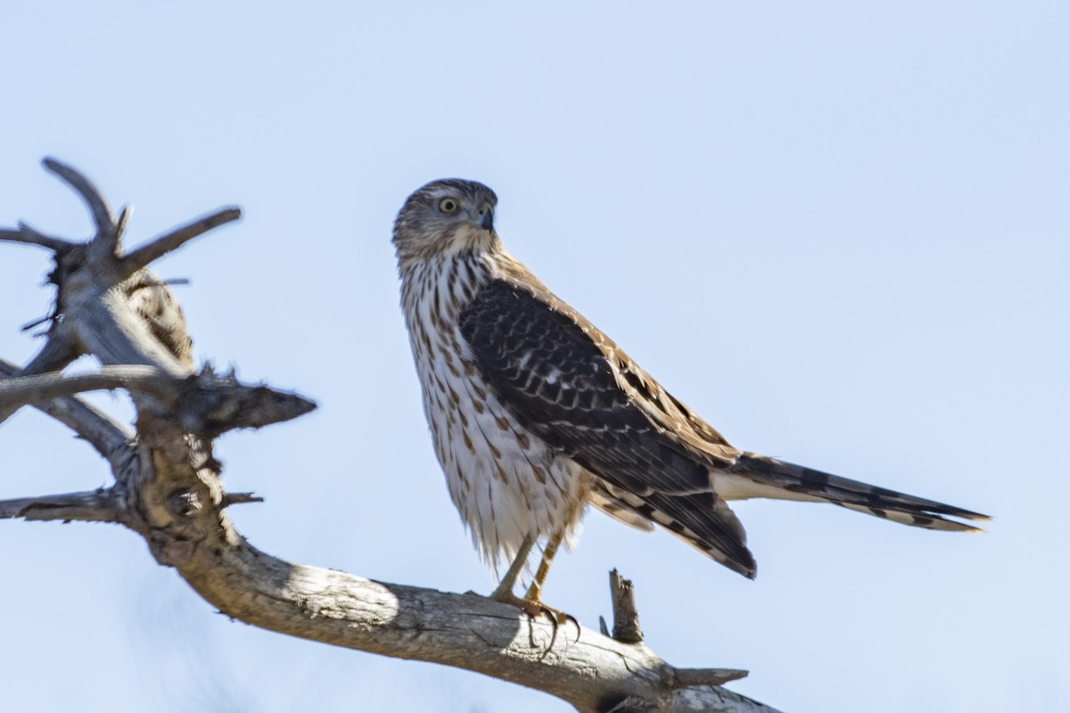 Cooper's Hawk - Jared Keyes