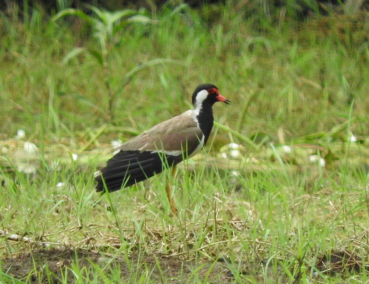 Red-wattled Lapwing - ML218749341