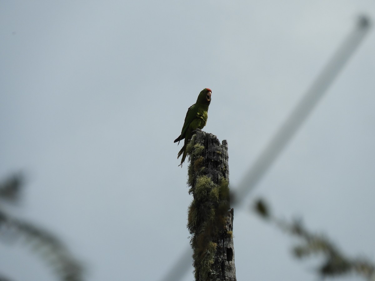 Scarlet-fronted Parakeet - ML218749461