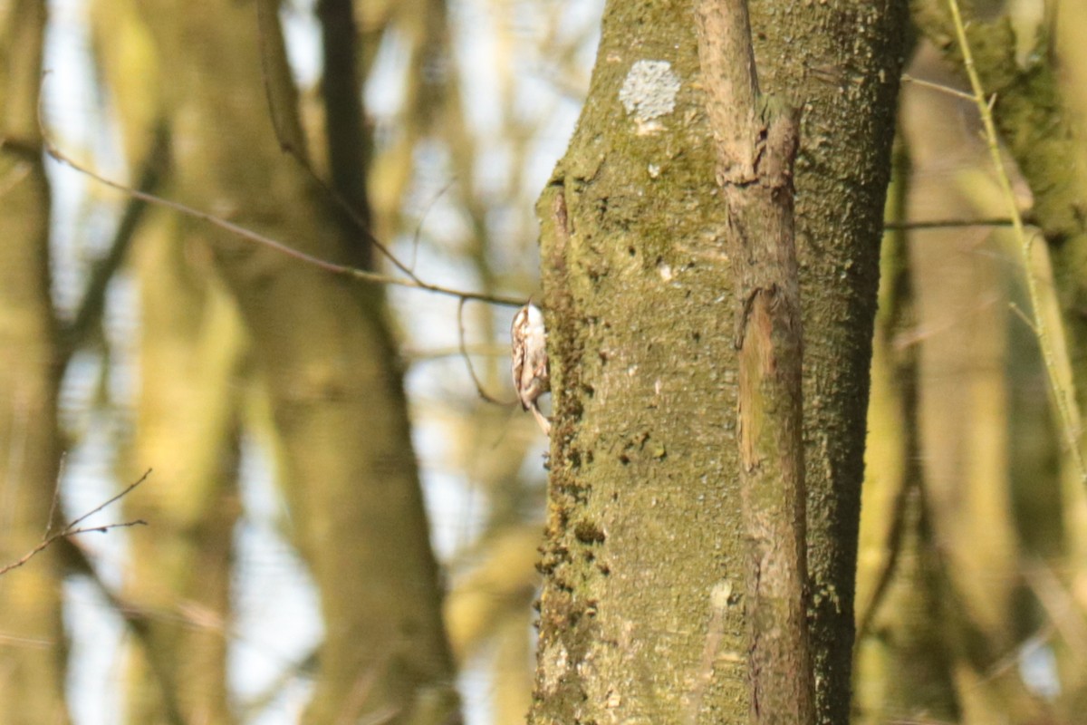 Short-toed Treecreeper - Letty Roedolf Groenenboom