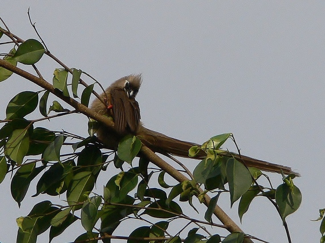 Speckled Mousebird - ML218750371