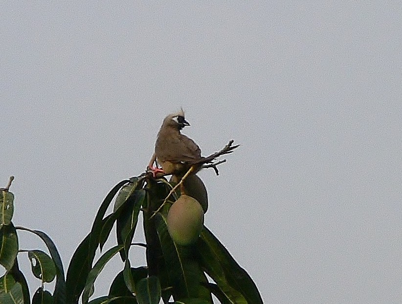 Braunflügel-Mausvogel - ML218750401