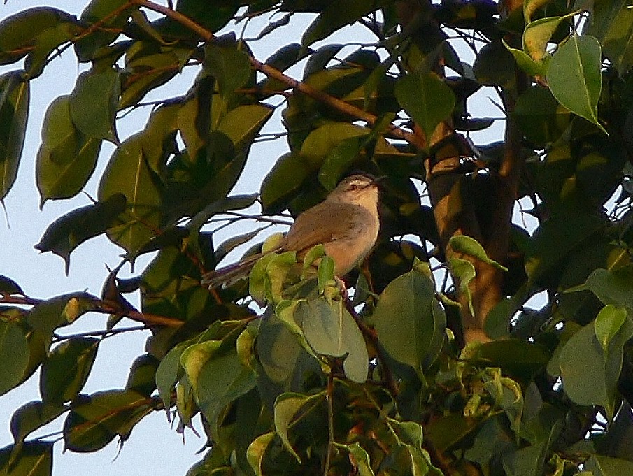 Tawny-flanked Prinia - ML218751901