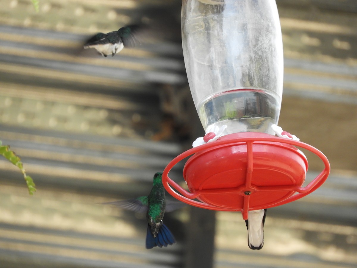 kolibrík ocelovořitý - ML218752271