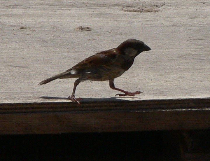 House Sparrow - ML218752581