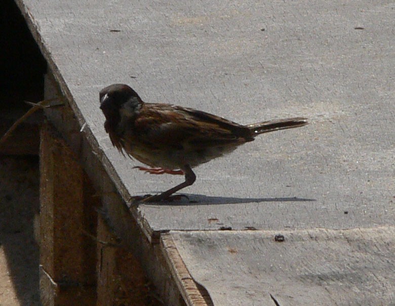 House Sparrow - ML218752591