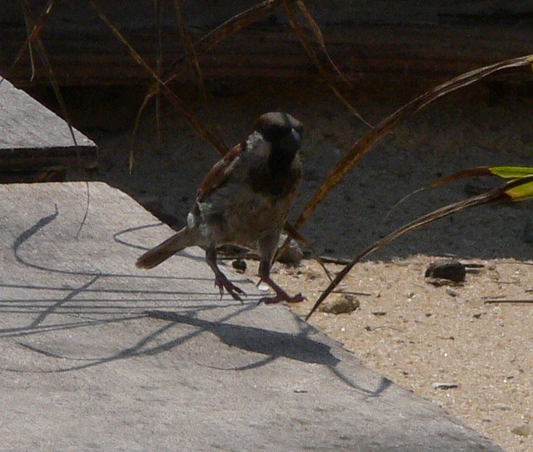 Moineau domestique - ML218752601