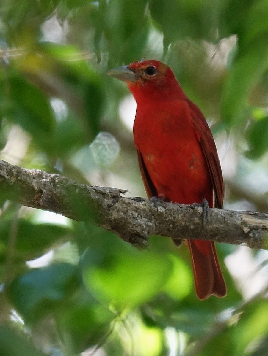 Summer Tanager - Stéphane  Thomin