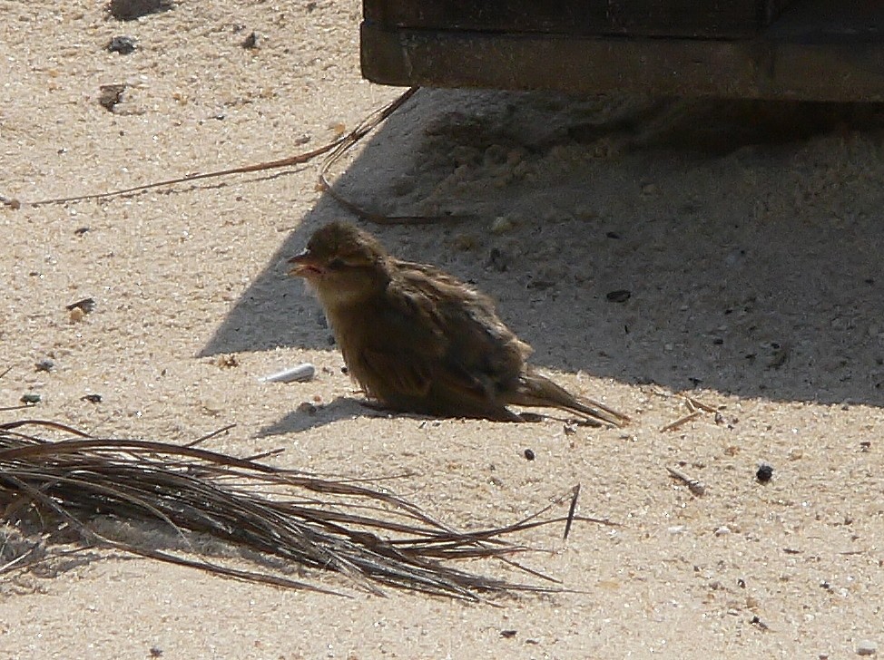 House Sparrow - ML218752771