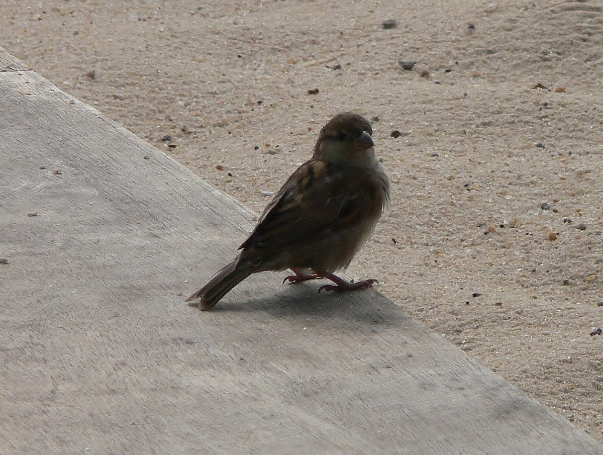 Moineau domestique - ML218752941