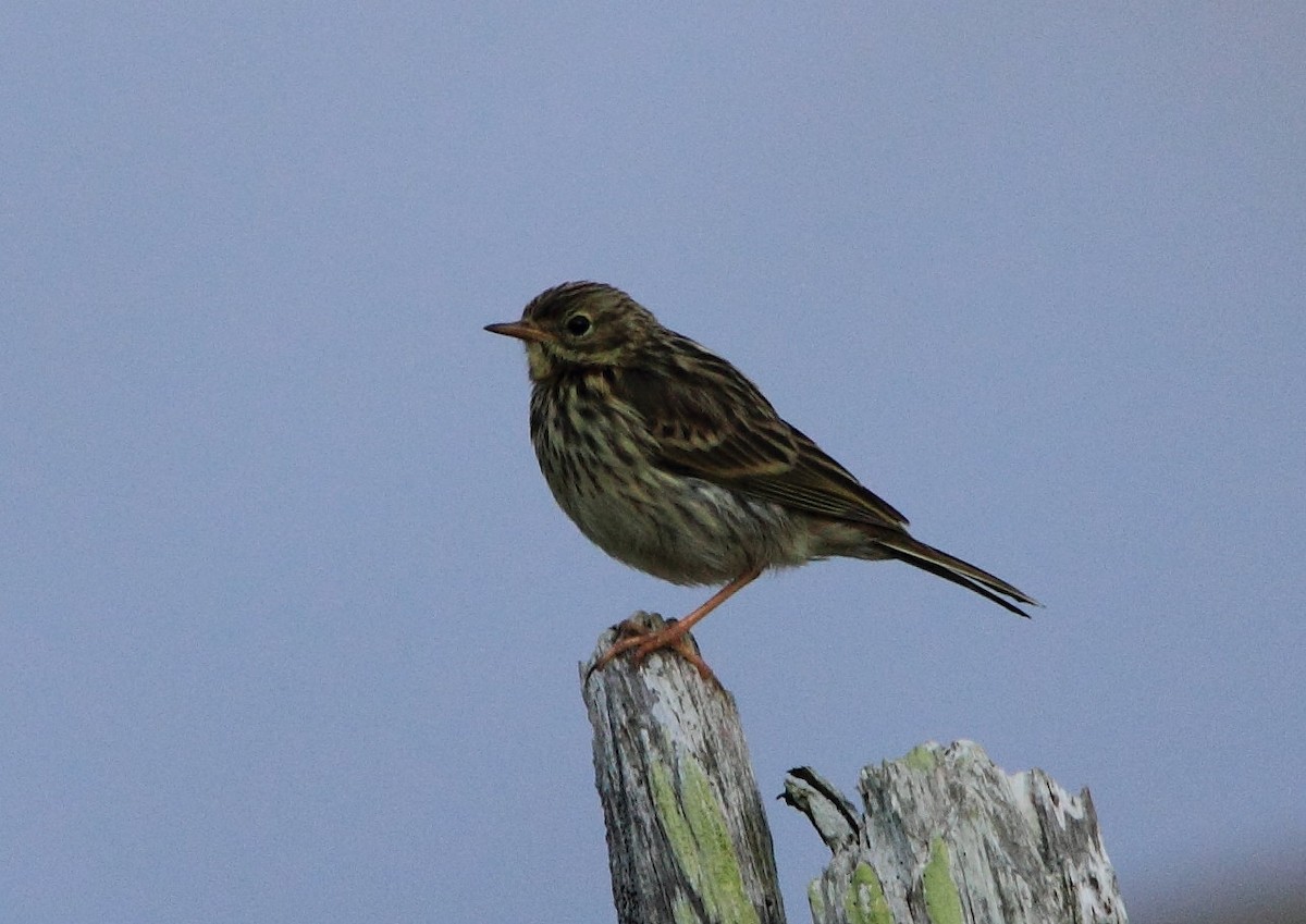 Pipit farlouse - ML218753081