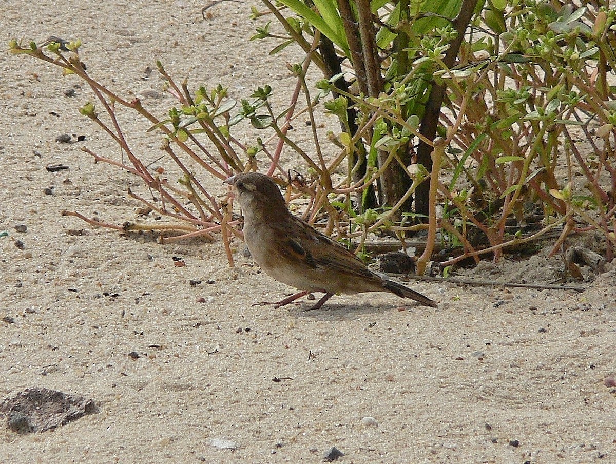 House Sparrow - ML218753231