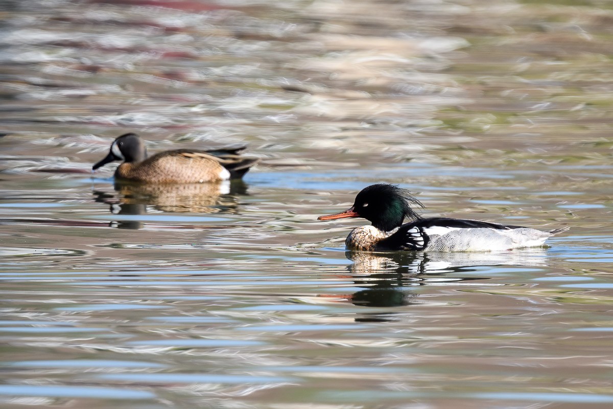 Blue-winged Teal - Paul Beerman