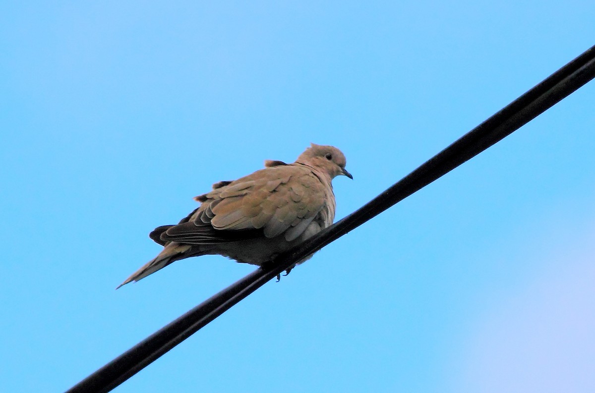 Eurasian Collared-Dove - ML218753621