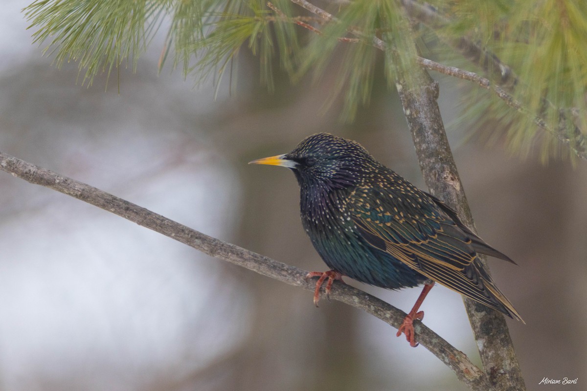 European Starling - ML218754531