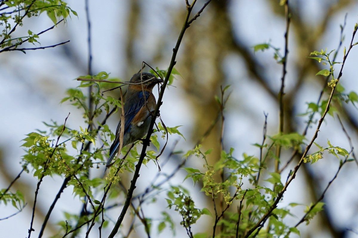 Eastern Bluebird - ML218754541