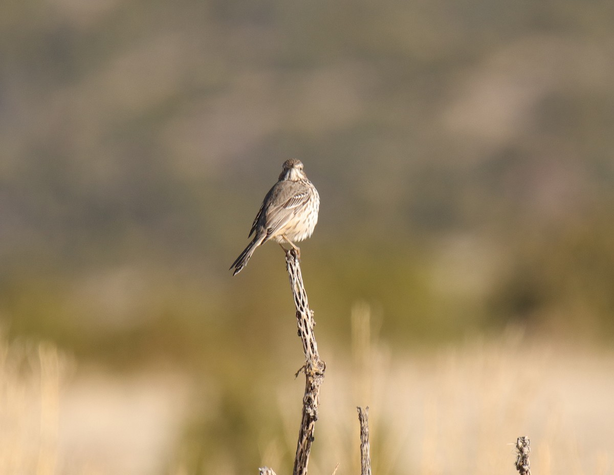 Sage Thrasher - ML218754581