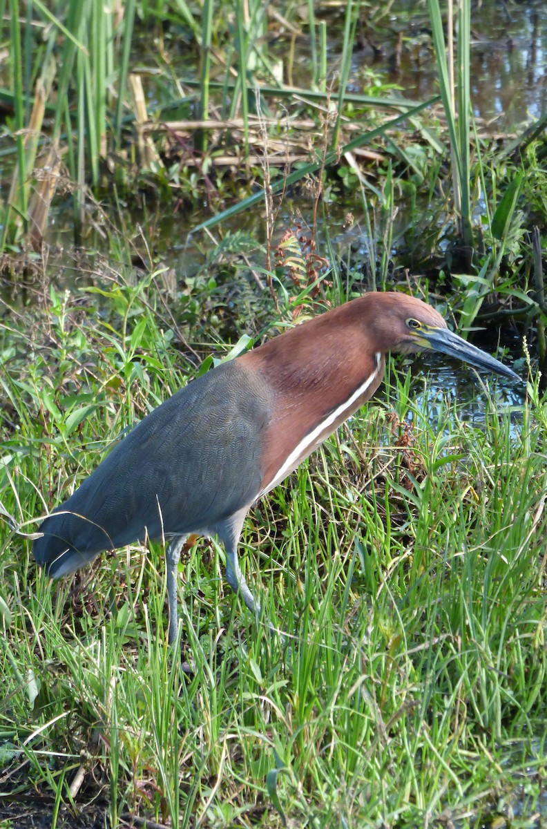 Rufescent Tiger-Heron - Eduardo Carranza