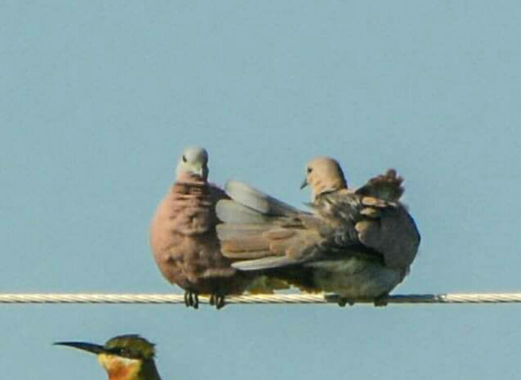 Red Collared-Dove - Parvez Shagoo