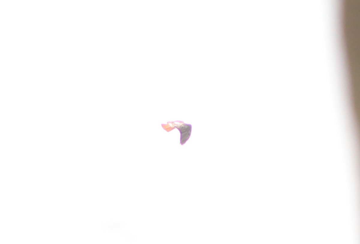Red-tailed Hawk - ML218759341