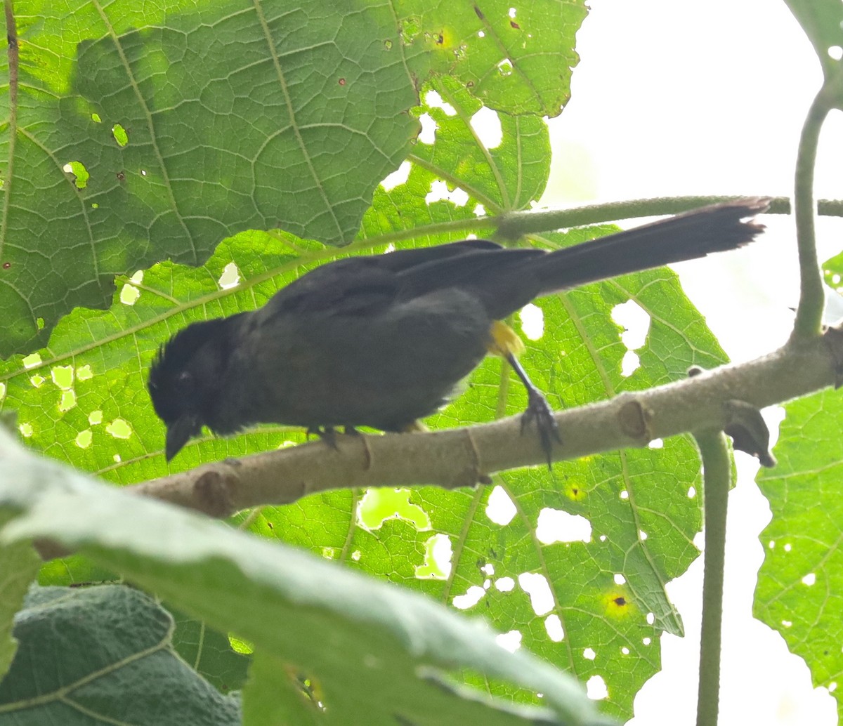 Yellow-thighed Brushfinch - Dave Czaplak