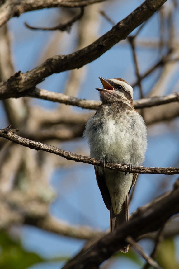 glennetyrann - ML218760441