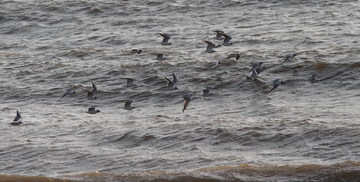 Black-headed Gull - ML218762341