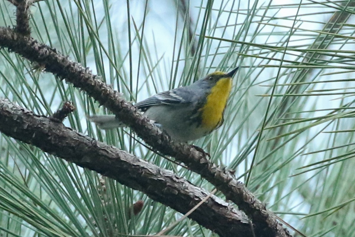 Olive-capped Warbler - ML218762371