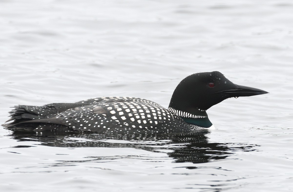 Common Loon - ML218763571