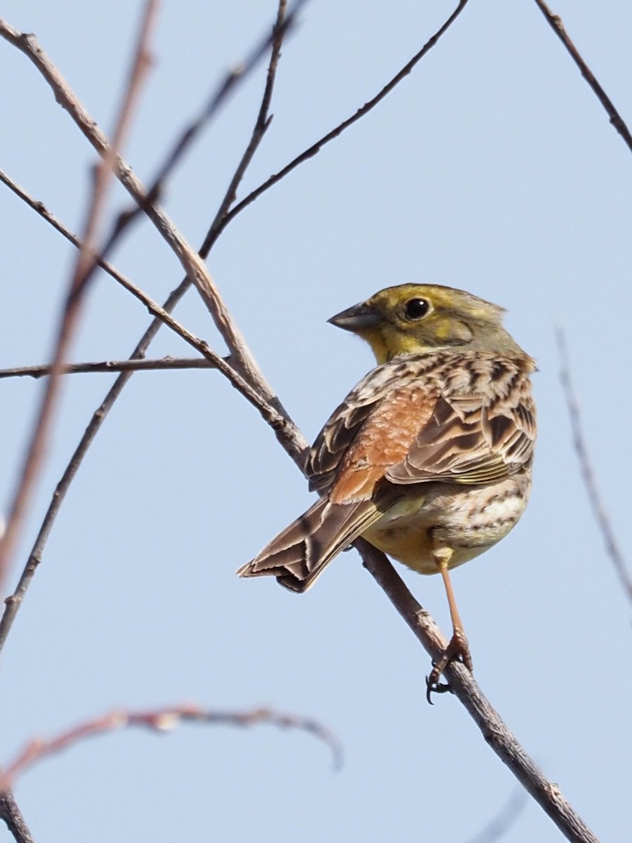 Yellowhammer - ML218764421