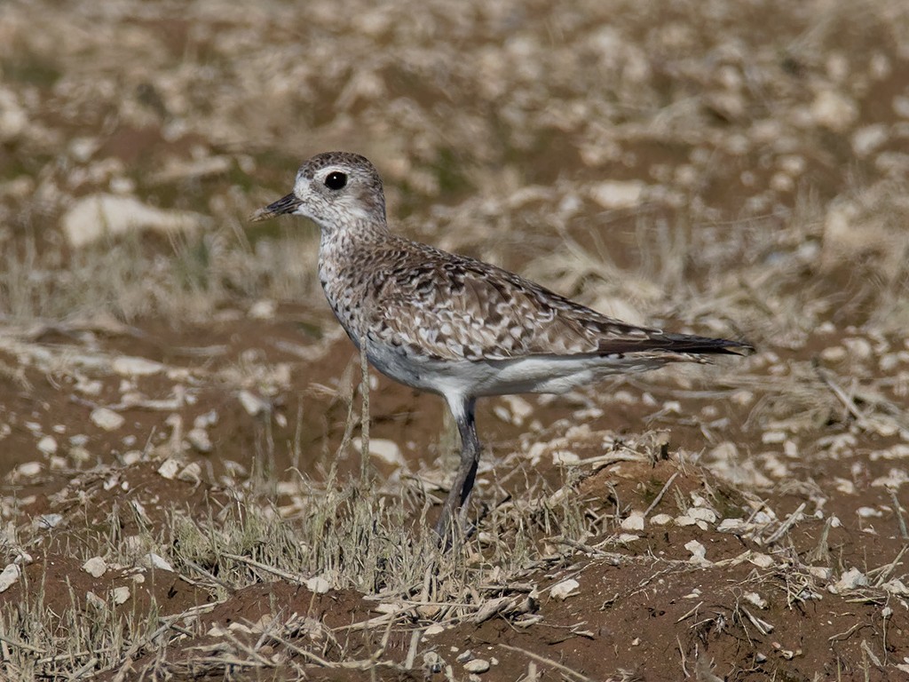 Black-bellied Plover - Pierre Deviche