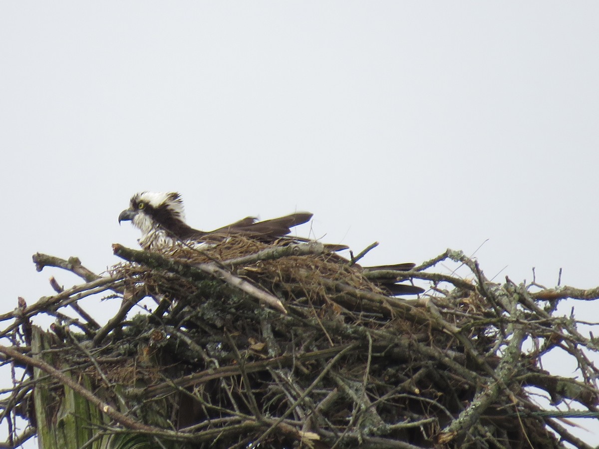 Osprey - Steven Lasley