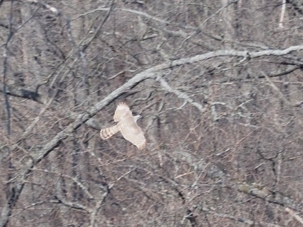 Eurasian Goshawk - ML218770751