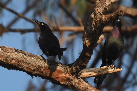 Common Grackle - barbara segal