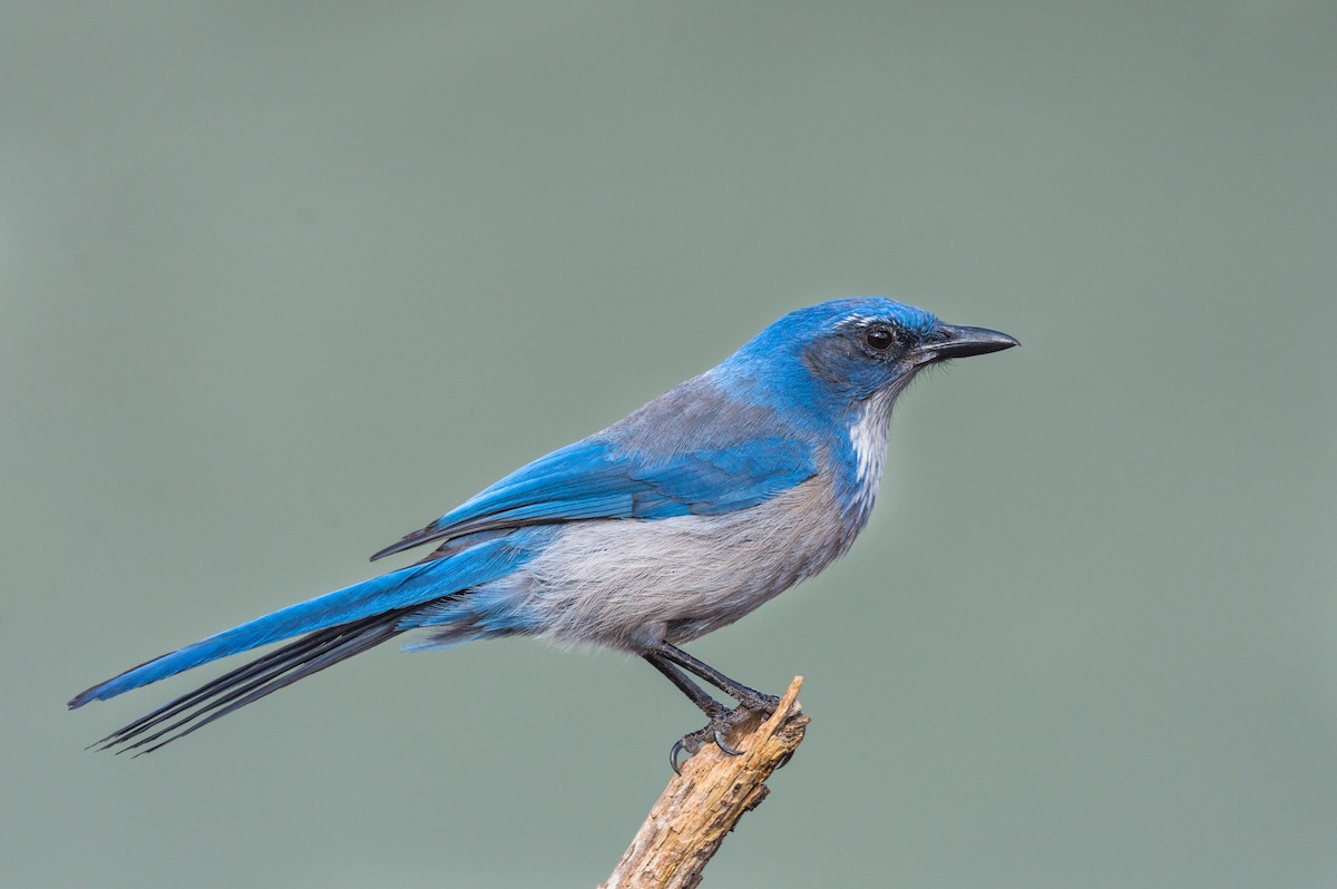 Woodhouse's Scrub-Jay - ML218772911